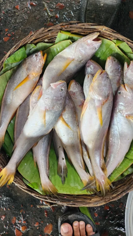 নদীর পোয়া/পোমা মাছ