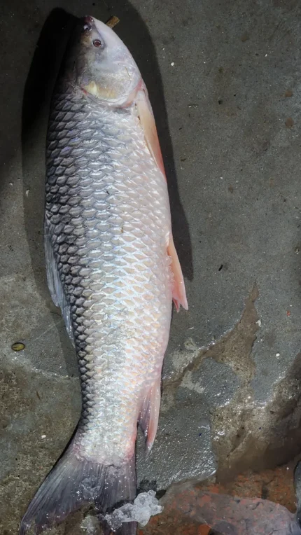 নদীর রুই মাছ