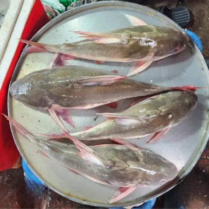 নদীর রিডা/রিঠা মাছ
