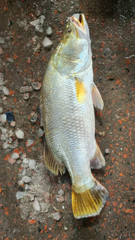 নদীর কোরাল মাছ