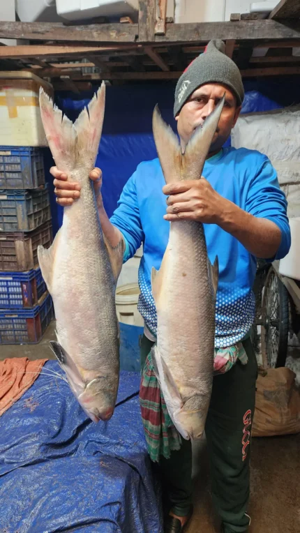 স্যালমন/লাক্ষা মাছ