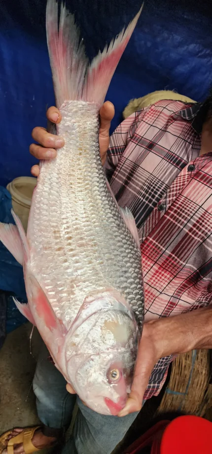 নদীর কাতল মাছ