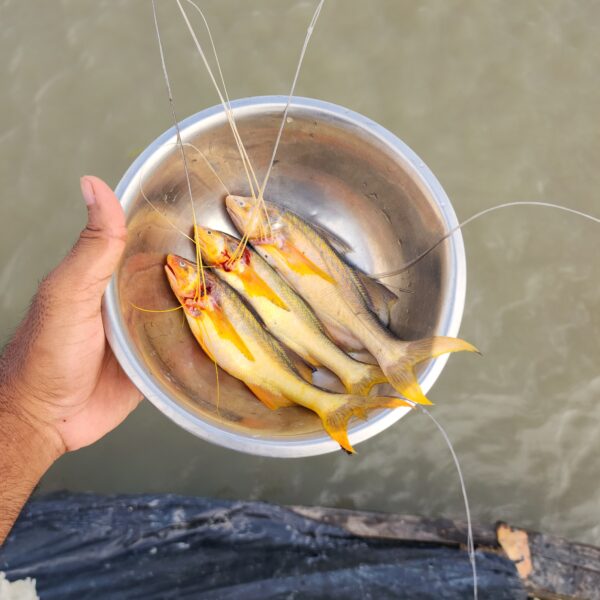 তপসে/রামসোস